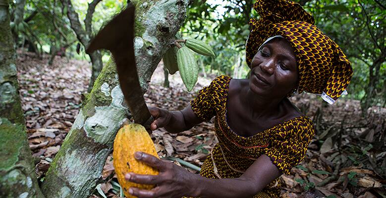 Woman cutting cocoa