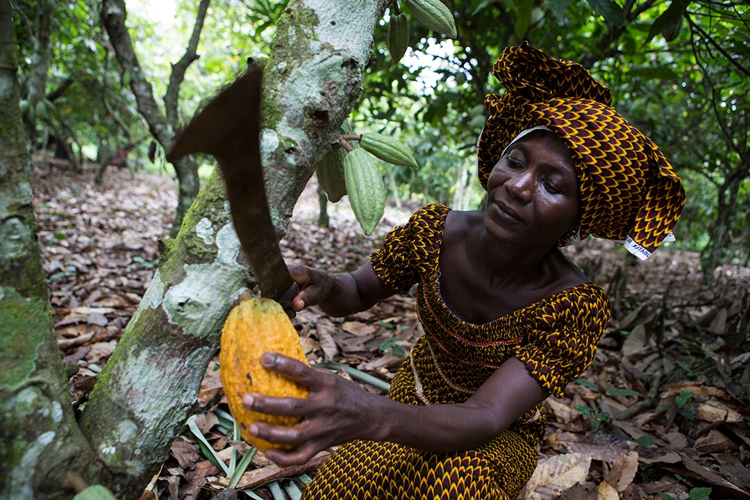Woman harvesting cocoa pods on a cocoa farm.