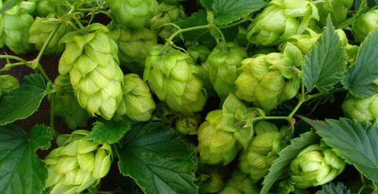 Endangered Foods - Beer - Ben & Jerry's