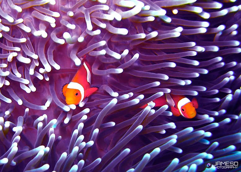 Ben & Jerry's Fish Great Barrier Reef