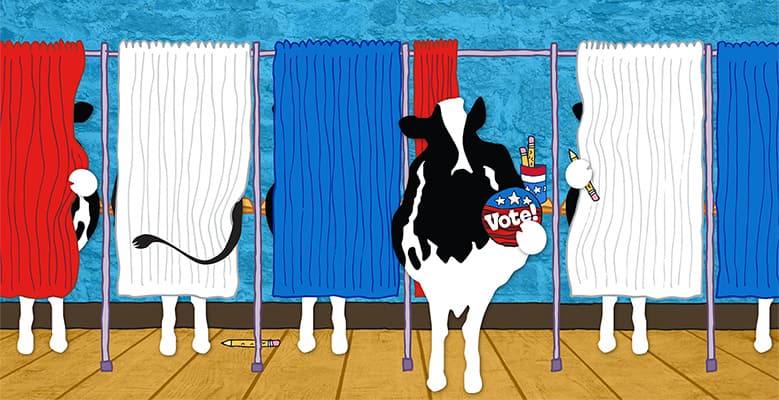 Cows voting