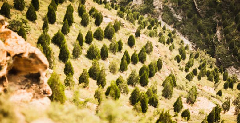 Reforestation - Tree Planting in China